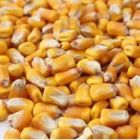 فروش کاه کنسانتره ذورت جو|حراج|سده (خراسان جنوبی), |دیوار