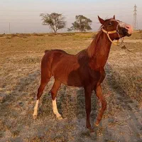 آسب عرب اصیل