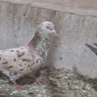 سرور نر کبکی تیر|پرنده|تهران, امام زاده عبدالله|دیوار