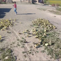 جوجه غاز و غاز  و بوقلمون|حیوانات مزرعه|بیجار, |دیوار