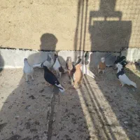 15 تا هست بهبهانی|پرنده|شیراز, سلطان آباد|دیوار