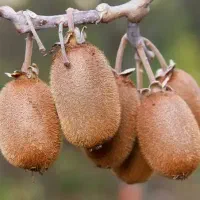 بار کیوی ۸تن