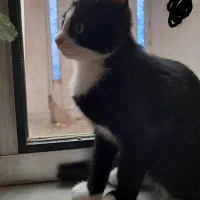 گربه گم شده