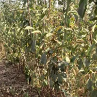 نهال|گل و گیاه طبیعی|نیشابور, فضل|دیوار