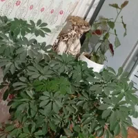 گل شفلرا|گل و گیاه طبیعی|خانمیرزا, |دیوار