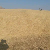 کاه سامان به مقدار زیاد برای گاو و گاومیش