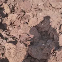 پهن خاص گوسفندی