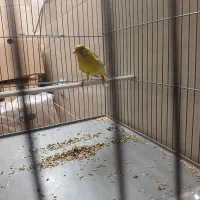 قناری ماده زیتونی