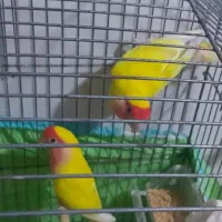 طوطی برزیلی