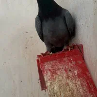 کفتر سبز مسافتی