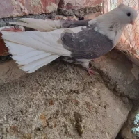 کبوتر قطعه بزرگ پشدار