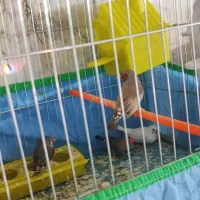 فروشی دو جفت - جفتی 250|پرنده|اردکان, |دیوار