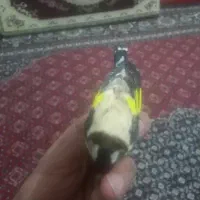 سهره رنگ روشن|پرنده|اصفهان, نقش جهان|دیوار