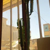 گل افروبیا