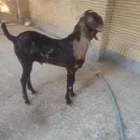 پنجاب دورگ قد بلند|حیوانات مزرعه|چابهار, |دیوار