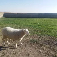 فروش گوسفند رومن فرانسوی