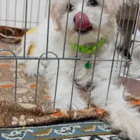 شیتزو پودل تریر|سگ|ارومیه, |دیوار