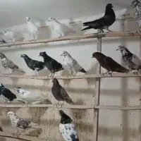 کبوتر|پرنده|کوهدشت, |دیوار