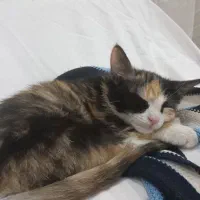 گربه نژاد DSH|گربه|تهران, سبلان (لشگر)|دیوار