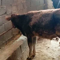 دوتا گاو سمینتال شیری|حیوانات مزرعه|اهواز, شهرک نفت|دیوار