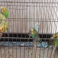 مرغ عشق دستی|پرنده|شیراز, شهرک مهدیه|دیوار