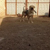 سگ پژدر و سرابی|سگ|گلپایگان, |دیوار