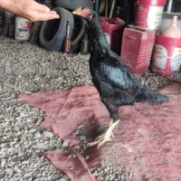 خروس و مرغ لاری