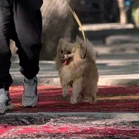 پامر روباهی