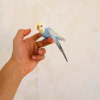 مرغ عشق|پرنده|گرمدره, |دیوار