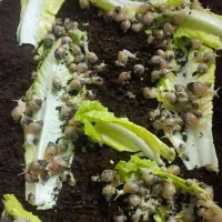 حلزون پرورشی