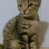 گربه