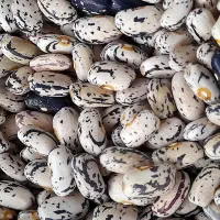بذریاتخم پاچ باقالی تازه چین