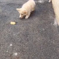 سگ پا کوتاه