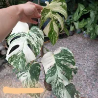 برگ انجیری ابلق تری کالر قد ۸۰ سانتی ۱۳ برگه