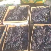 انگور مخصوص سرکه