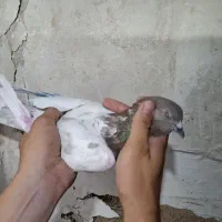 کفتر جوان پرشی