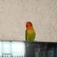 طوطی کوتوله برزیلی گم شده