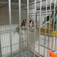 سهره نرو ماده پا جفت چند تا ماده ونر سهره