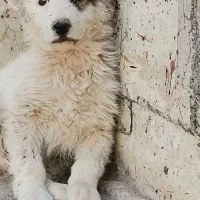 توله سگ افغان اصل|سگ|کرمان, |دیوار