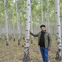 صنوبر درختی اقتصادی با بازار همیشه پرتقاضا|خدمات باغبانی و درختکاری|اصفهان, رکن الدوله غربی|دیوار