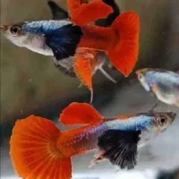 ماهی گوپی کالرزبرا فایتر میگو لجن خارتترا آکواریوم|ماهی|تهران, امام زاده حسن|دیوار