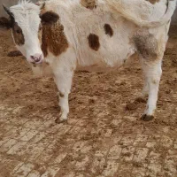 تلیسه سیمتال چاق|حیوانات مزرعه|تاکستان, |دیوار