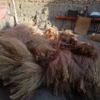 ۳۰۰ عددجاور خوب نو