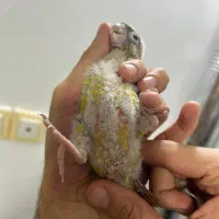 گرینچیک سرلاکی نژاد سینامون|پرنده|کلاردشت, |دیوار