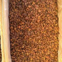 کشمش افتابی محمدکاشمری