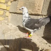 سینه سفید نر