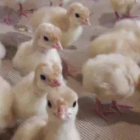 بوقلمون|حیوانات مزرعه|بیرجند, |دیوار