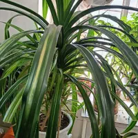 گل خانگی|گل و گیاه طبیعی|نیشابور, مازول|دیوار