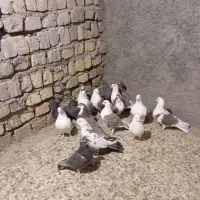 کفتر دونه ۲۰۰ هزارتومان یکجا