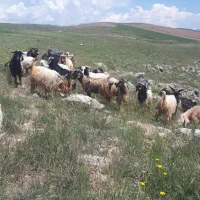 ۲۴عددبزنربفروش‌میرسد